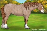 Horse Color:Red Roan Splash 