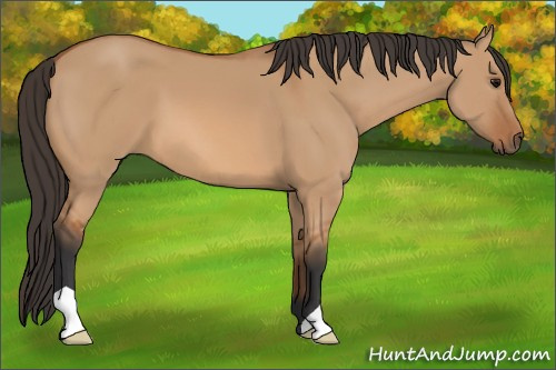 Horse Color: Bay Dun 