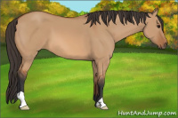 Horse Color:Bay Dun