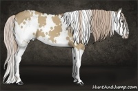 Horse Color:White Spotted Chocolate Palomino Dun Splash