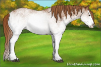 Horse Color:White Spotted Chestnut Splash 