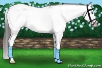 Horse Color:White Spotted Black Splash Appaloosa 