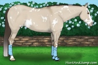 Horse Color:White Spotted Classic Champagne Dun Splash 