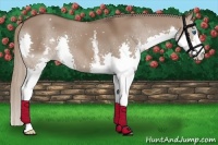 Horse Color:White Spotted Liver Red Dun Splash 