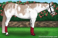 Horse Color:White Spotted Liver Red Dun Splash 