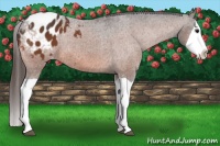 Horse Color:Bay Splash Appaloosa