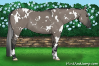 Horse Color:White Spotted Grullo