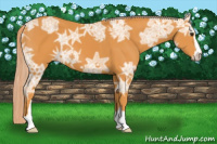 Horse Color:Palomino Ice Sabino 