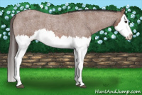 Horse Color:Bay Roan Splash Appaloosa 