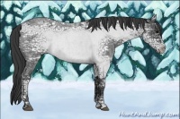 Horse Color:Blue Ice Roan 