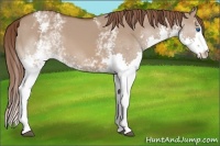 Horse Color:White Spotted Liver Red Dun Splash 