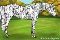 Horse Color:Black  and Watercolor Plaid  Silver Buckskin Tobiano Appaloosa Rabicano 