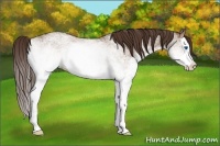 Horse Color:White Spotted Liver Red Dun Splash 