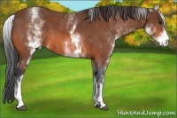Horse Color:White Spotted Bay 