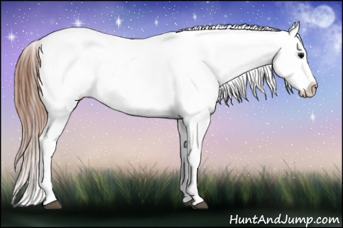 Horse Color: Brown Blanket 