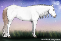 Horse Color:Brown Appaloosa