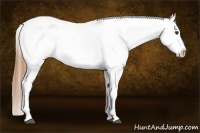 Horse Color:Chestnut Tobiano Appaloosa