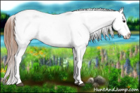 Horse Color:Black Tobiano Appaloosa 