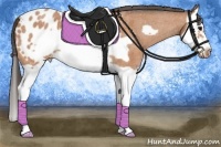 Horse Color:Bay Roan Splash Frame Appaloosa 