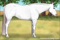 Horse Color:Bay Tobiano Blanket 
