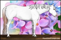 Horse Color:Bay Dun Varnish 