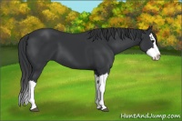 Horse Color:Black Splash