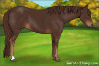 Horse Color:Gray Chestnut 