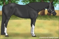 Horse Color:Black Tobiano 