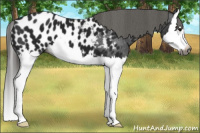 Horse Color:Gray Smoky Black Splash Appaloosa 