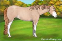 Horse Color:Gold Champagne Roan Sabino 