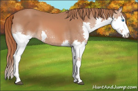 Horse Color:Chestnut Splash 
