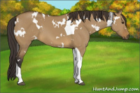 Horse Color:White Spotted Buckskin Dun Tobiano 