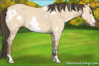 Horse Color:White Spotted Sable Cream Champagne Dun Frame