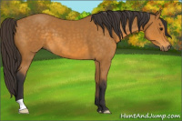 Horse Color:Buckskin 