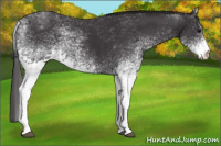 Horse Color:White Spotted Smoky Black Rabicano