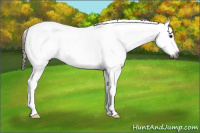 Horse Color:Gray Bay Appaloosa 