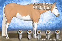 Horse Color:Gray Cremello Splash 