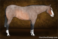 Horse Color:Bay Roan Splash 