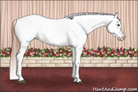 Horse Color:White Spotted Bay Dun Blanket Rabicano 