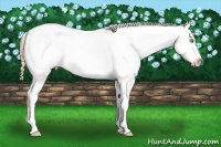 Horse Color:White Spotted Smoky Grullo Pearl Snowcap 