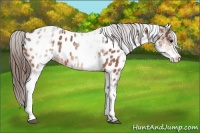 Horse Color:White Spotted Bay Appaloosa Rabicano 