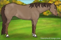 Horse Color:Liver Red Dun 