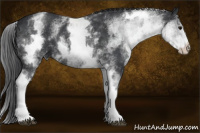 Horse Color:White Spotted Black Rabicano 
