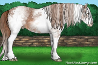Horse Color:White Spotted Liver Red Roan Splash 