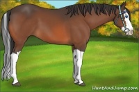 Horse Color:Bay Splash 