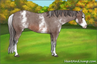 Horse Color:White Spotted Bay Splash Varnish 