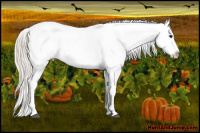 Horse Color:Silver Bay Tobiano Appaloosa 