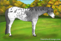 Horse Color:White Spotted Brown Appaloosa 