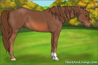Horse Color:Liver Chestnut 