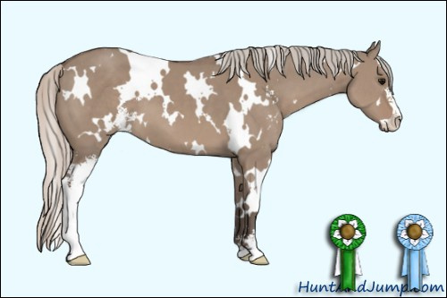Horse Color: White Spotted Silver Grullo Sabino 